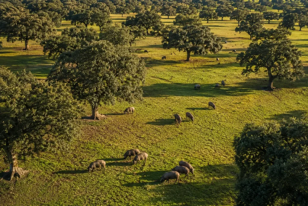 Cerdo ibérico de raza pura criado en libertad para la producción de jamón ibérico de bellota